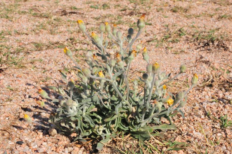 Andryala integrifolia / Lanutella